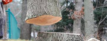 How Our Tree Care Process Works  in  Clarksville, IN